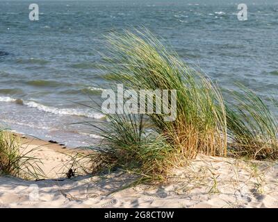 Sanddünen mit Marrammgras oder Strandgras, Ammophila arenaria, an der Waddenseeküste der westfriesischen Insel Vlieland, Niederlande Stockfoto
