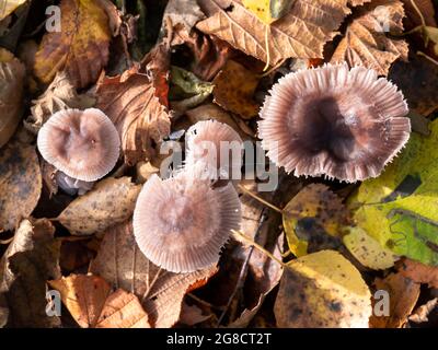 Draufsicht auf die Kappen der Fliederhaube, Mycena pura, giftige Pilze unter herbstlichen Blättern, Niederlande Stockfoto