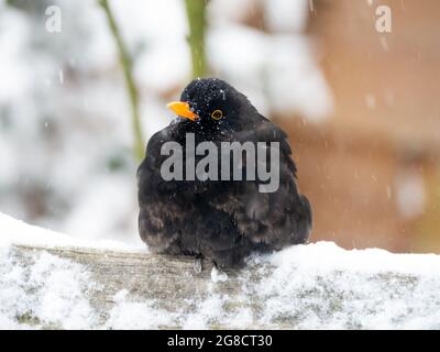 Amsel, Turdus merula, Männchen, das im Winter bei Schneeschauer auf einem Holzstück steht, Niederlande Stockfoto