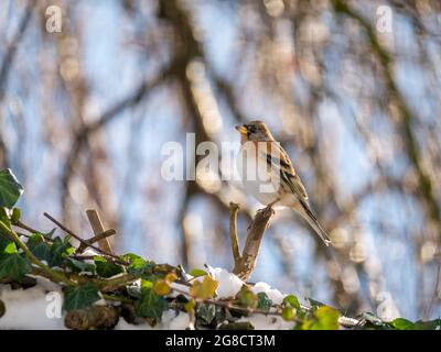 Brambling, Fringilla montifringilla, Porträt eines männlichen Sitzens auf dem Zweig im Winter, Niederlande Stockfoto