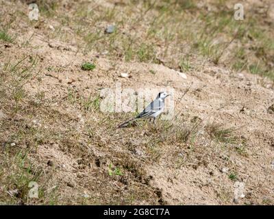 Weiße Bachstelze, Motacilla alba, Porträt eines Rüden im Frühjahr im Gras, Niederlande Stockfoto