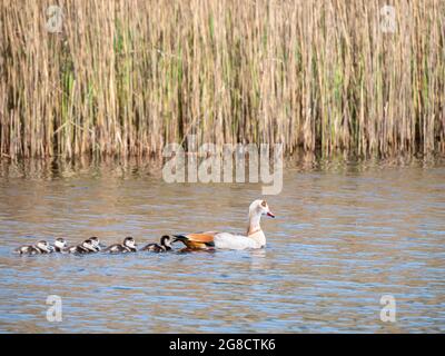 Ägyptische Gans, Alopochen aegyptiaca, Weibchen schwimmend mit sechs jungen Gänsen im See, Niederlande Stockfoto