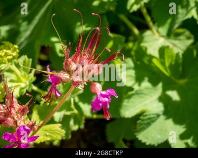 Steinkran-Schnabel, Geranium macrorrhizum, Nahaufnahme von Blüten und Knospen zwischen grünem Laub im Frühjahr, Niederlande Stockfoto