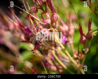 Honigbiene, APIs mellifera, bestäubende Steinkran-Schnabel, Geranium macrorrhizum, Nahaufnahme, Niederlande Stockfoto