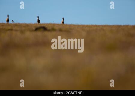 Drei (3) Gämsen (Rupicapra rupicapra) am Horizont Stockfoto