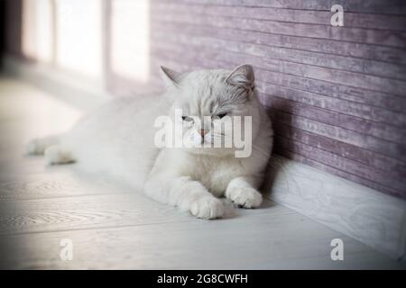 Erwachsene Katze Pedigree Scottish Chinchilla geraden Ohren, zu Hause. Stockfoto