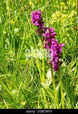 Mehrere herzblühende Marschorchideen oder Dactylorhiza-Cordigera in natürlichem Grasland Sumpfgebiet, Rila-Naturschutzgebiet und Nationalpark, Bulgarien Stockfoto