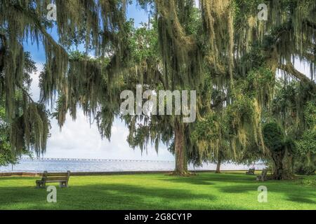 Lake Pontchartrain northshore, North Shore Lake Front Park mit Southern Live Oak Trees und New Orleans Causeway, Mandeville, Louisiana, USA. Stockfoto