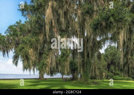 Lake Pontchartrain northshore, North Shore Lake Front Park mit Southern Live Oak Trees und spanischem Moos, Mandeville, Louisiana, USA. Stockfoto