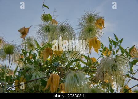 Voller Rahmen von verblassten Clematis vor einem blau bewölkten Himmel. Platz für Text, Design kopieren. Stockfoto