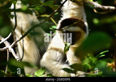 Nahaufnahme von VERREAUX'S SIFAKA (Propithecus verreauxi), umgeben von Vegetation. Isalo Nationalpark, Madagaskar Stockfoto