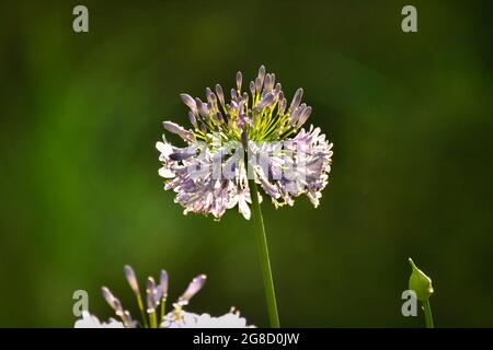 Nahaufnahme einer afrikanischen Lilienblüte (gewöhnlicher Agapanthus) im Hintergrund Stockfoto