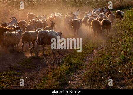 Eine Herde Schafe und Ziegen, die auf einer staubigen Straße spazieren. Stockfoto