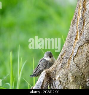 Entzückende Schwarzkopfsänger (Sylvia melanocephala) Küken auf einem Baumstamm auf dem Gras Stockfoto
