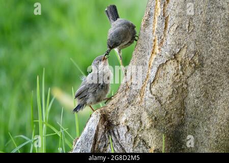 Schwarzkopfsänger (Sylvia melanocephala) füttert ihr Küken am Stamm eines Baumes neben dem Gras Stockfoto