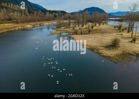 Nicomen schlängern sich durch das Dorf Deroche im unteren Fraser River Valley mit einer Herde Trumpeter Swans, die im Wasser ruhen. Stockfoto