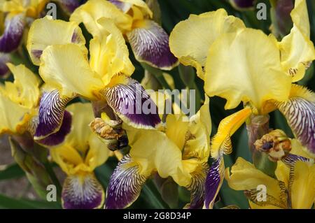Iris Germanica „Flammender Drache“. Eine wunderschöne gelb-violette bärtige Iris. Stockfoto