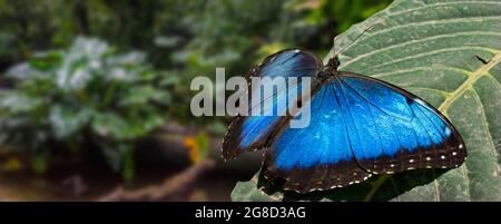 Peleides blue morpho / common morpho / Emperor (Morpho peleides) schillernder tropischer Schmetterling, der in den Regenwäldern Süd- und Mittelamerikas gefunden wird Stockfoto