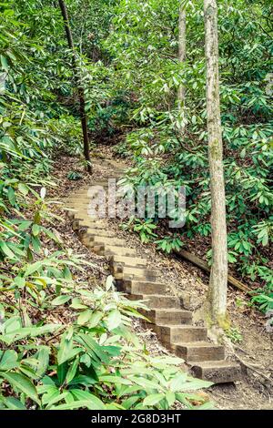 Holztreppen führen auf einen Wanderweg in der Geologischen Gegend der Red River Gorge in Kentucky Stockfoto