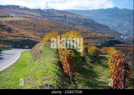 Farbenfrohe Herbstlandschaft der ältesten Weinregion der Welt Douro-Tal in Portugal, verschiedene Rebsorten von Weinreben wächst auf terrassierten Weinbergen, PR Stockfoto