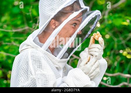 Bienenwachs in den Händen des Imkers Stockfoto