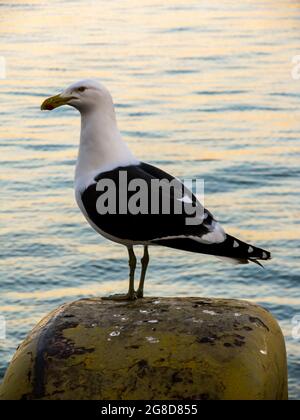 Eine Karpfenmöwe, Larus vetula, an der V&A Waterfront in Kapstadt, Südafrika, mit dem Wasser im Hintergrund, das die Orange der Th reflektiert Stockfoto