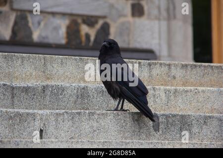 Schwarze Krähe auf Steinstufe Stockfoto