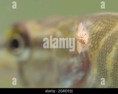 Junger Hecht mit einem Parasiten auf dem Rücken, Karpfenlaus (Argulus foliaceus) auf einem jungen Hecht, Nordrhein-Westfalen, Deutschland Stockfoto