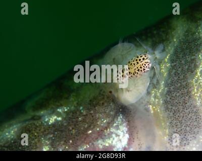 Junger Hecht mit einem Parasiten auf dem Rücken, Karpfenlaus (Argulus foliaceus) auf einem jungen Hecht, Nordrhein-Westfalen, Deutschland Stockfoto