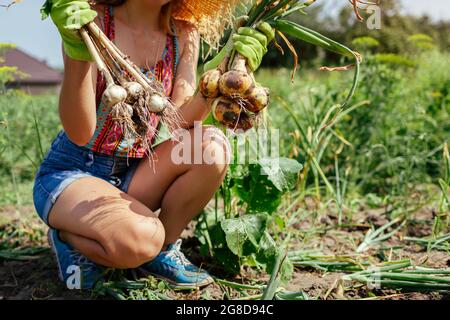 Der Gärtner erntet Zwiebeln und Knoblauch im Sommergarten und hält ein paar gepflückte Gemüse. Anbau von Bio-Lebensmitteln auf dem Bauernhof Stockfoto