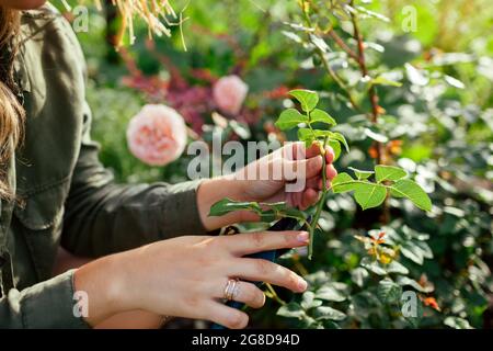 Vermehrung von Rosen. Gärtner mit Rosenstiel im Sommergarten. Pflanzenvermehrung. Frau, die einen Hochentaster verwendet. Nahaufnahme Stockfoto