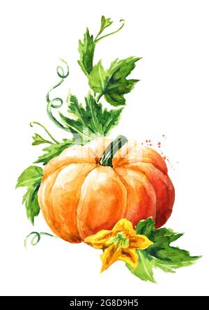 Frischer, reifer, gelber Kürbis oder Kürbis mit Blättern Aquarell, handgezeichnet, isoliert auf weißem Hintergrund Stockfoto