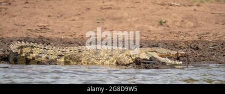 Nilkrokodil (Crocodylus niloticus), Foto wurde auf dem Kazinga-Kanal in Uganda aufgenommen Stockfoto