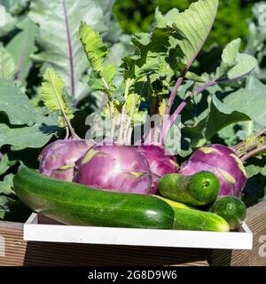 Erntezeit, Nahaufnahme Bild von Gemüse Stockfoto