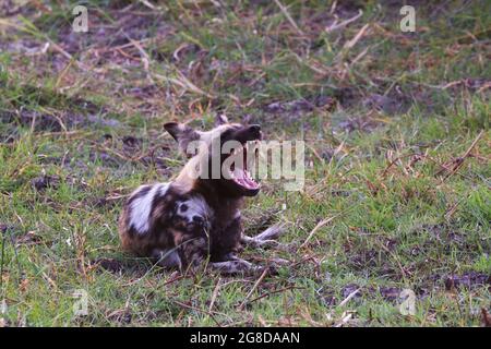 Ein afrikanischer Wildhund zeigt seine großen Zähne, während er sich vor einer Jagd im Moremi Game Reserve, Okavango Delta, Botswana, Afrika, ausruht. Stockfoto