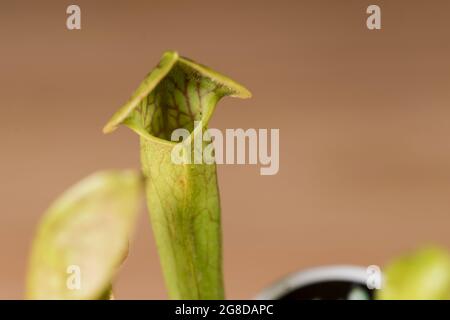 Sarracenia Krug Pflanze aus der Nähe. Cobra Krug Pflanze fleischfressende Pflanzen. Stockfoto