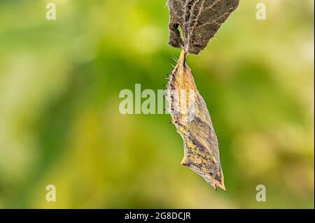 Chrysalis der Pfauenraupe, wenige Tage bevor der Schmetterling auftauchte, mit dem Thinen der äußeren Schicht von Chrysalis, die den Schmetterling zeigt Stockfoto