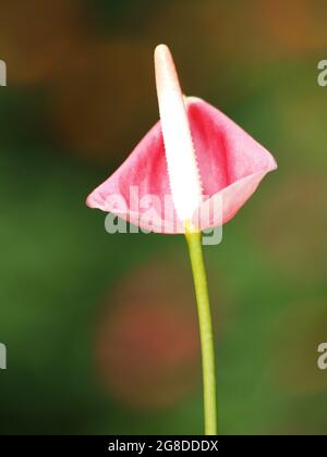 Delicate in Pink - EINE einsame wunderschöne Lilie-Blume auf einer Schmetterlingsfarm auf der Insel Bohol auf den Philippinen. Stockfoto