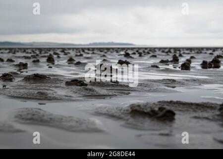 Sandabgüsse von Wollwürmern am Strand von Allonby Stockfoto