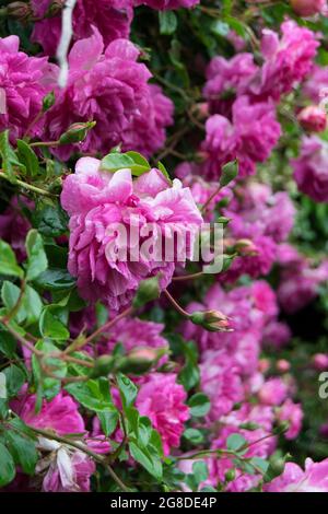Wand aus rosafarbenen Kletterrosen Stockfoto