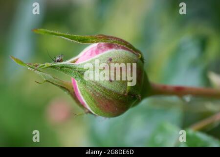 Einzelne, ungeöffnete Rosenknospen in einem Hüttengarten Stockfoto