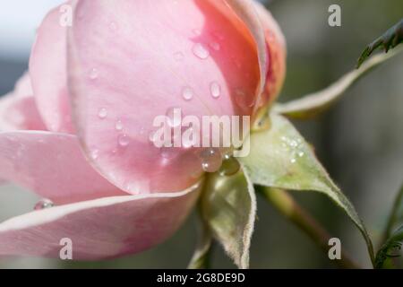 Wassertropfen auf einer neuen rosa Rose Stockfoto