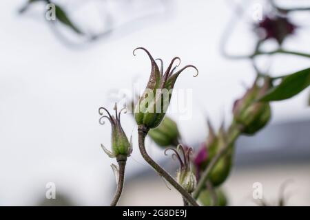 Aquilegia Saatköpfe im Garten Stockfoto