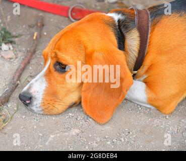 Porträt eines niedlichen Beagle-Hundes, der an sonnigen Tagen auf dem grünen Gras im Park sitzt Stockfoto