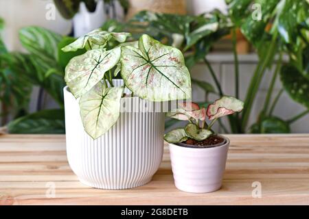 Exotische „Caladium Bicolor Strawberry Star“- und „Caladium Peppermint“-Zimmerpflanzen in Blumentöpfen auf Holztisch Stockfoto