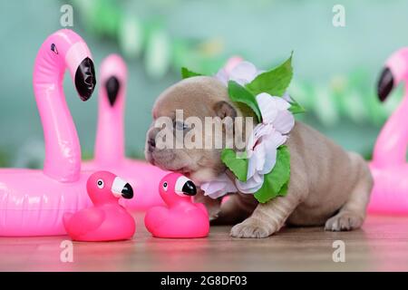 Kleiner französischer Bulldog-Hund mit tropischer Blumengirlande und rosa Entenflamingos aus Gummi Stockfoto