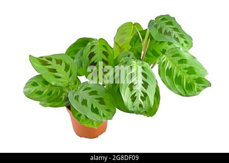 Üppige exotische "schön, calathea, Dekoration, exotisch, gefiederte Muster, Blumentopf, voll, grün, Wachstum, Hauspflanze, Zimmerpflanze, isoliert, Dschungel, l Stockfoto