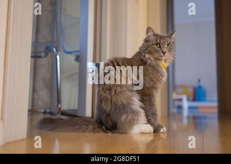 Korat Katze sitzt auf Holzboden Stockfoto