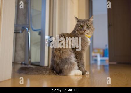 Korat Katze sitzt auf Holzboden Stockfoto