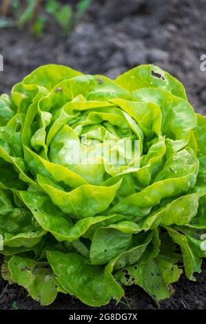 Öko-Landwirtschaft in den Niederlanden, Plantagen von jungen grünen Salatsalatpflanzen, gesunde Bio-Lebensmittel aus dem eigenen Garten Stockfoto
